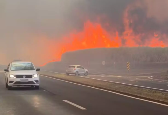 Incêndios em SP devem afetar preços do açúcar e do etanol, diz CEO da Orplana