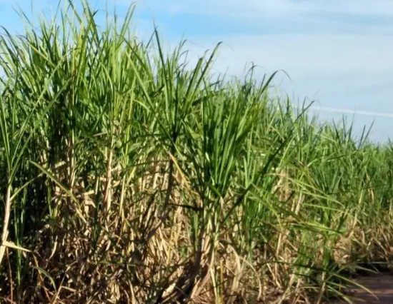 Atualização dos impactos dos incêndios para os produtores de cana-de-açúcar