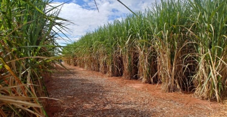 Safra de cana no Norte-Nordeste supera 21 milhões de toneladas até 15 de outubro