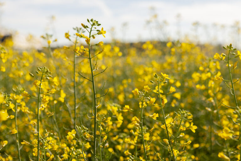 Com semente 100% produzida no Brasil, cultivo de canola pode decolar como biocombustível ao setor aéreo