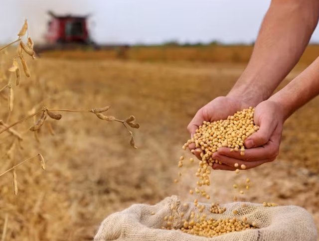 PIB da cadeia da soja e do biodiesel deve crescer 11% no Brasil neste ano