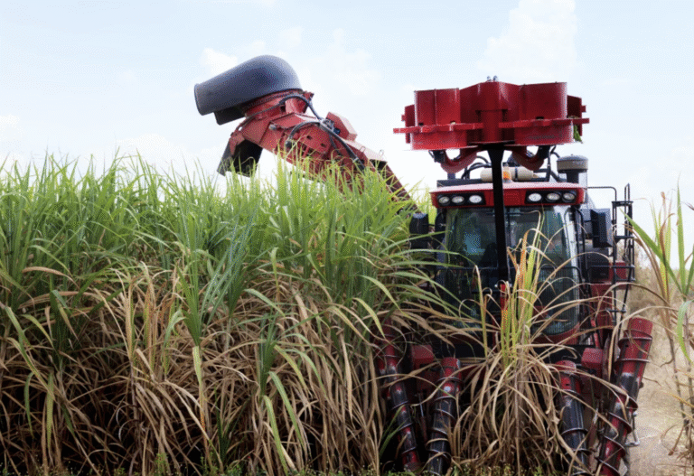 Safra menor de cana em 2025-2026 afeta produção de açúcar e etanol
