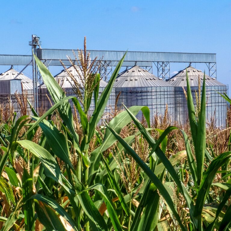 Usinas de etanol apostam no milho para ampliar produção no Brasil